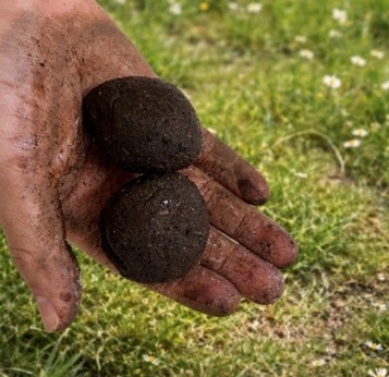 たねダンゴ®では、小さな泥だんごに草花の種を詰め込みます（画像はイメージです）。