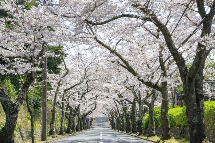 伊豆高原桜並木