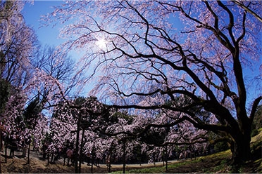 toshio.h2016撮影場所:六義園