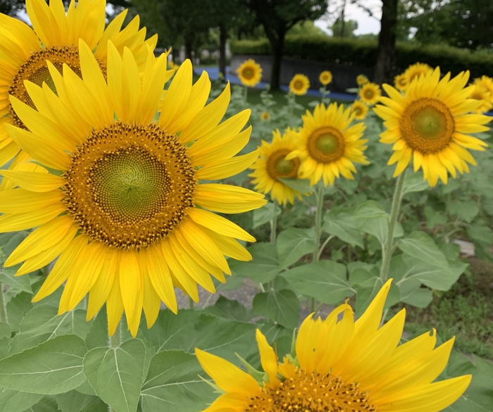 城東ふれあい公園(富山市)