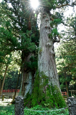 塩原八幡宮の逆杉