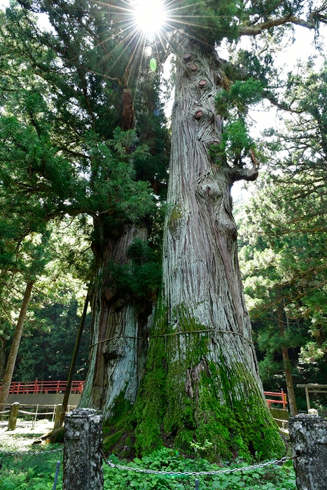 塩原八幡宮の逆杉