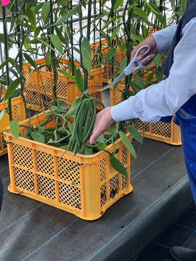 九州産天然バニラの生産および事業化に向けた実証試験を推進