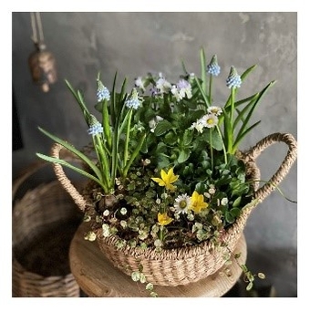 季節の寄せ植え ※イメージ