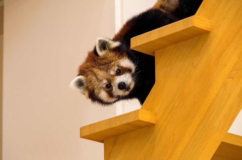 レッサーパンダの竹林では、可愛らしいレッサーパンダを観察できる!