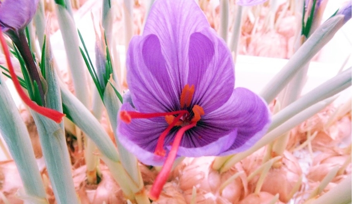 開花中のサフランの花