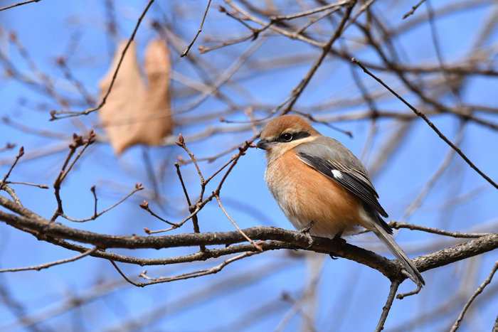 ほかの鳥の鳴き真似が上手なモズ