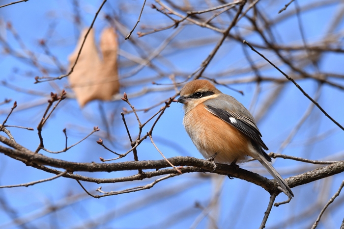 ほかの鳥の鳴き真似が上手なモズ