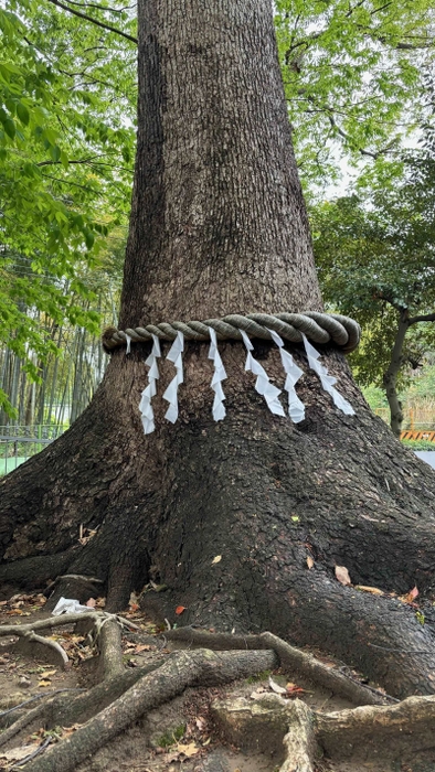 久地神社のご神木