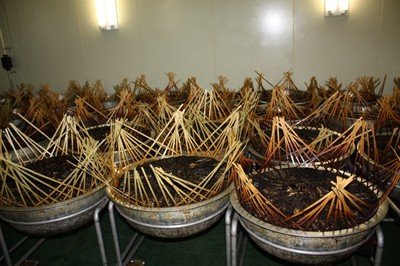 製造工程