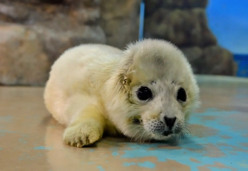 ゴマフアザラシの赤ちゃん誕生！ 愛くるしい赤ちゃんの姿をご覧いただけます！