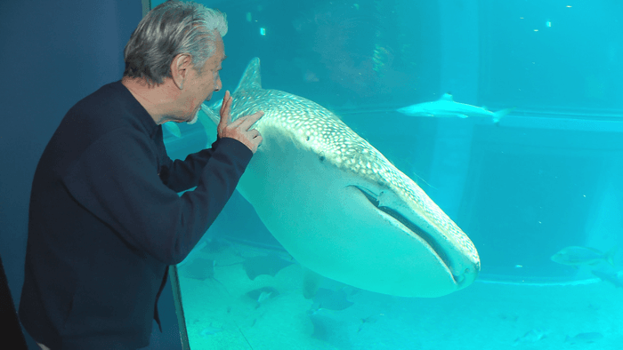 『海遊館』人気の「ジンベエザメ」