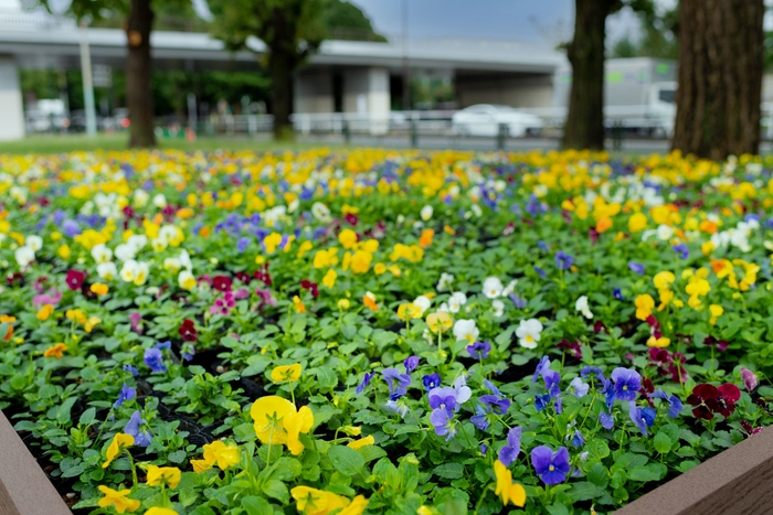 「花と光のムーブメント」特設花壇一例