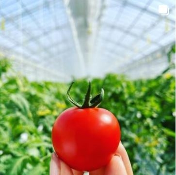 和みトマトあかまる中玉