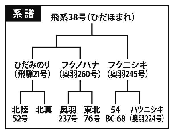 ひだほまれの系譜図