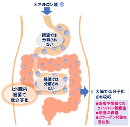 経口摂取したヒアルロン酸が大腸の腸内細菌によって分解、吸収されて皮膚で作用する仕組みを解明