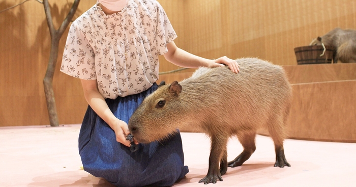 人気のカピバラにもこんなに間近でふれあえる!