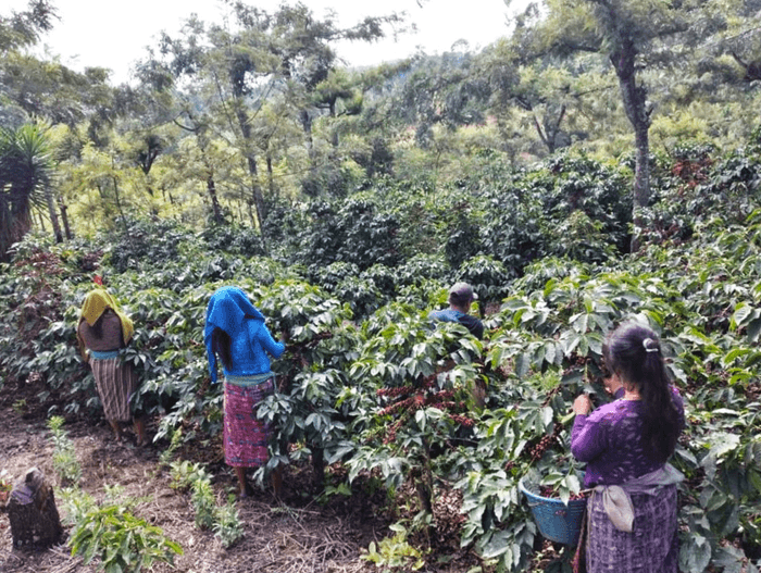 サンホセ・オカーニャ農園風景