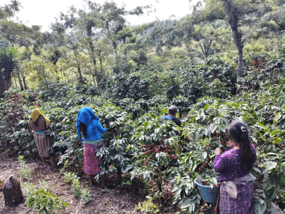サンホセ・オカーニャ農園風景