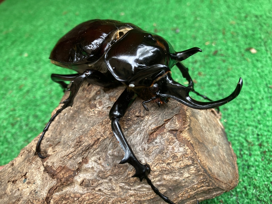 国産アクティオンゾウカブト