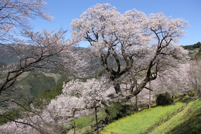 ひょうたん桜