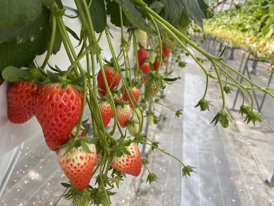 おいしいいちごがたくさん