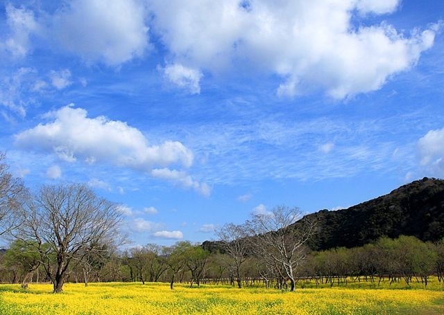 入田菜の花