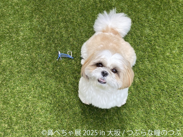 鼻ぺちゃ展 展示作品:つぶらな瞳のつぶ