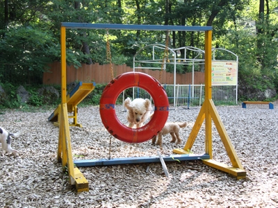 愛犬と協力してアジリティをクリアしよう！
