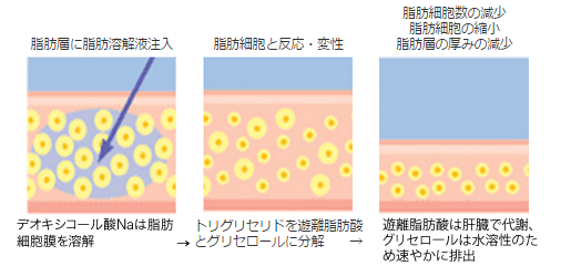 デオキシコール酸のメカニズム