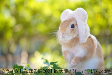 1年ぶり「うさぎしんぼる展 in 大阪」は過去最大規模で 2/27～開催！大阪限定グッズ＆特典ポストカードなど盛りだくさん