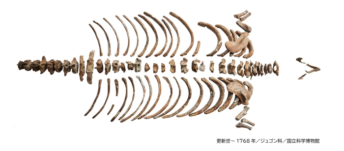 ステラーダイカイギュウ 全身骨格