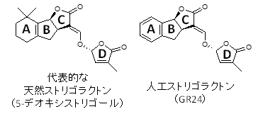 図1 ストリゴラクトンの化学構造。従来から良く知られるストリゴラクトン類は、ABC環とD環が連結した構造を有する。