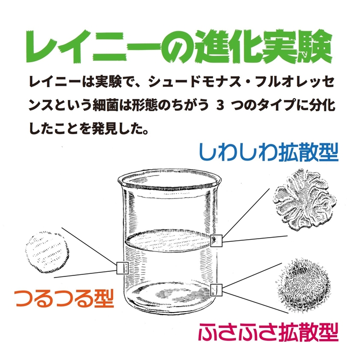 レイニーの進化実験