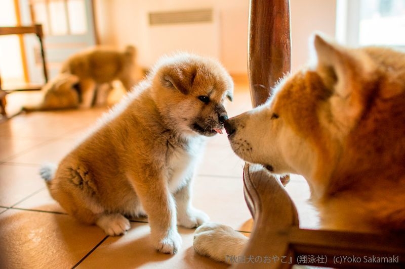 秋田犬のおやこ(翔泳社)_掲載写真3