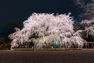 夜間特別観賞『春夜の六義園』開催決定。3月23日(木)～3月29日(水) 【文京区】