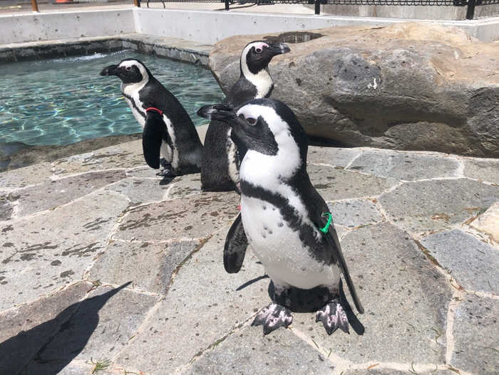 ペンギン2