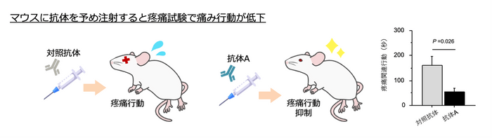 図　マウスに抗体Aを投与した場合の疼痛行動の変化