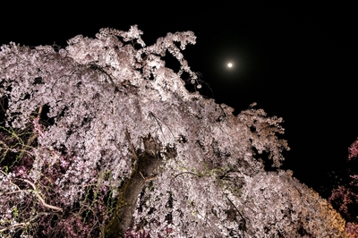 桜ライトアップ(1)
