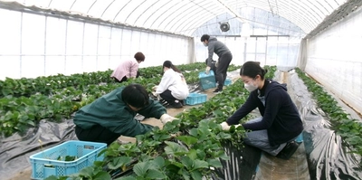 アドベンチャーワールドの動物糞を堆肥化して農業分野へ有効活用　近大農学部生がその堆肥を活用して栽培したイチゴを初収穫