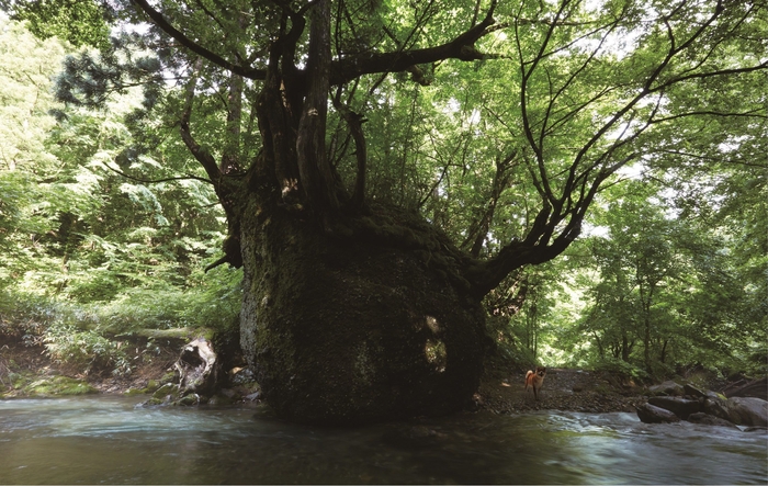 五城目町　ネコバリ岩