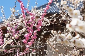 相国寺 林光院　鶯宿梅