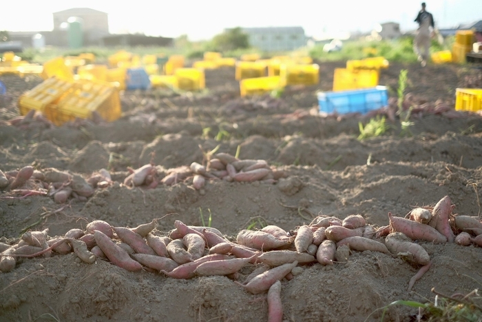 大阪さつまいも畑