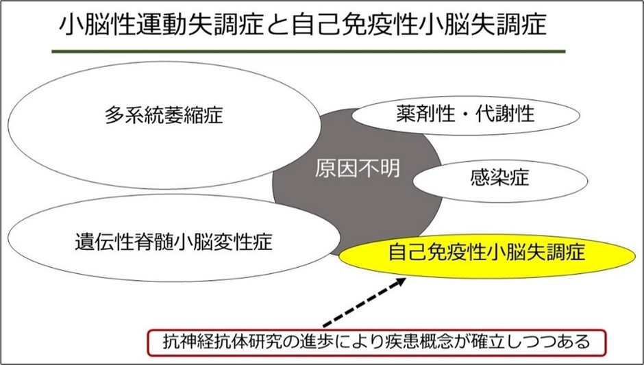 図1.自己免疫性小脳失調症。近年抗体研究の進歩により、小脳性運動失調症の原因の一つとして自己 免疫性小脳失調症が注目されている。