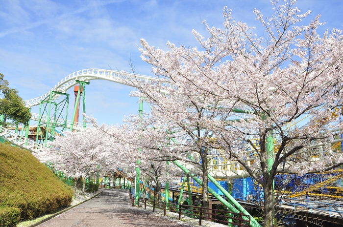 観覧車への坂道は桜並木に