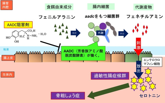 論文概要図　腸内細菌が芳香族アミノ酸脱炭酸酵素を用いて、食品中のフェニルアラニンをフェネチルアミンに変換する。このフェネチルアミンが宿主のエンテロクロマフィン細胞を刺激し、宿主のセロトニンの産生を促す。過敏性腸症候群や骨粗しょう症はセロトニンの過剰産生が原因の一つであるため、腸内細菌の芳香族アミノ酸脱炭酸酵素の活性を阻害する薬剤は、これらの疾病の治療薬として有望である。