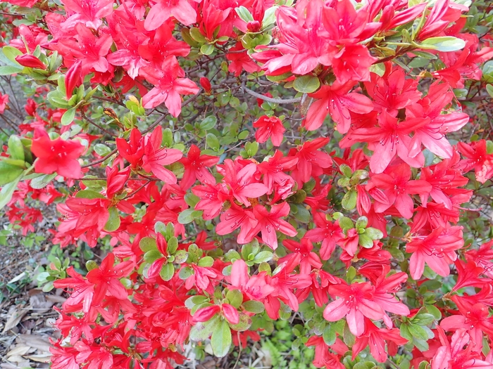 本霧島(ほんきりしま)