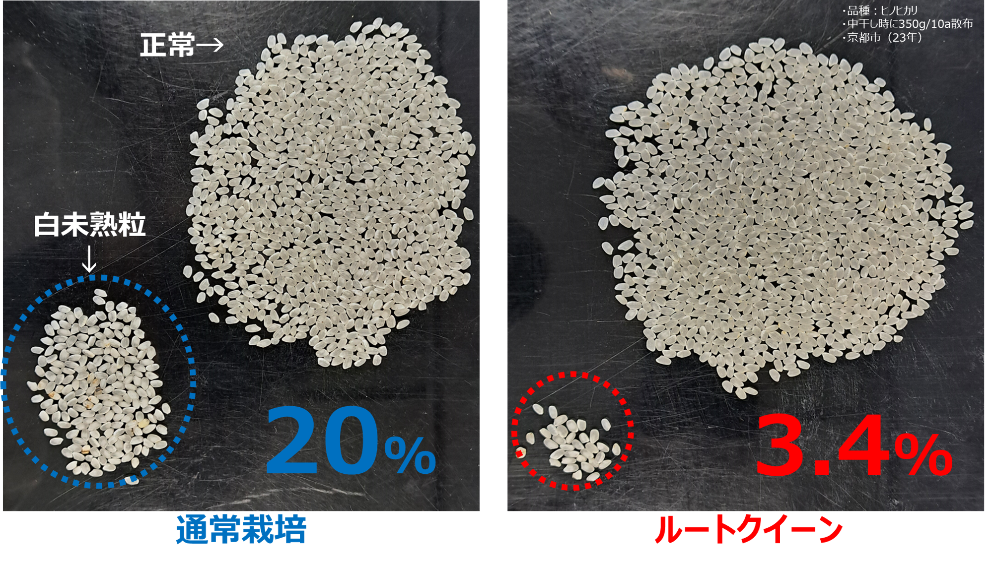 異常気象時代の収量課題に新提案
農業用微生物資材「ルートクイーン®」の実証データを公開
