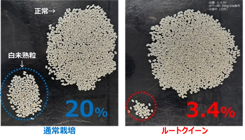 異常気象時代の収量課題に新提案
農業用微生物資材「ルートクイーン®」の実証データを公開