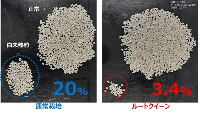 図1：ルートクイーン®は猛暑における白未熟粒の発生を顕著に抑制